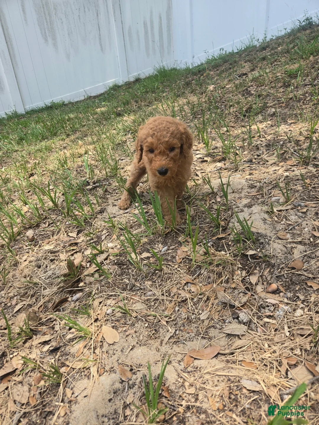 Goldendoodle dogs for sale: Lily - Ad 1