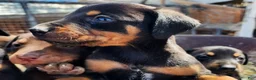 Doberman Pinscher dogs for sale: Diabla Blk F - Ad 3