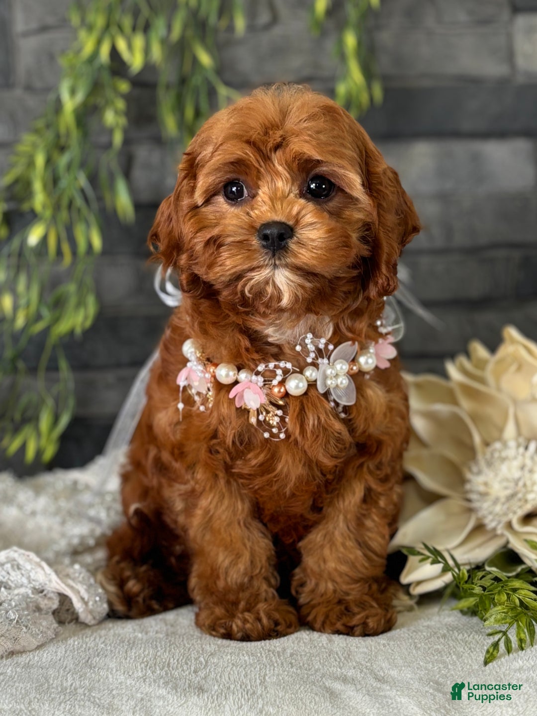 Cavapoo dogs for sale: Fifi - Ad 9