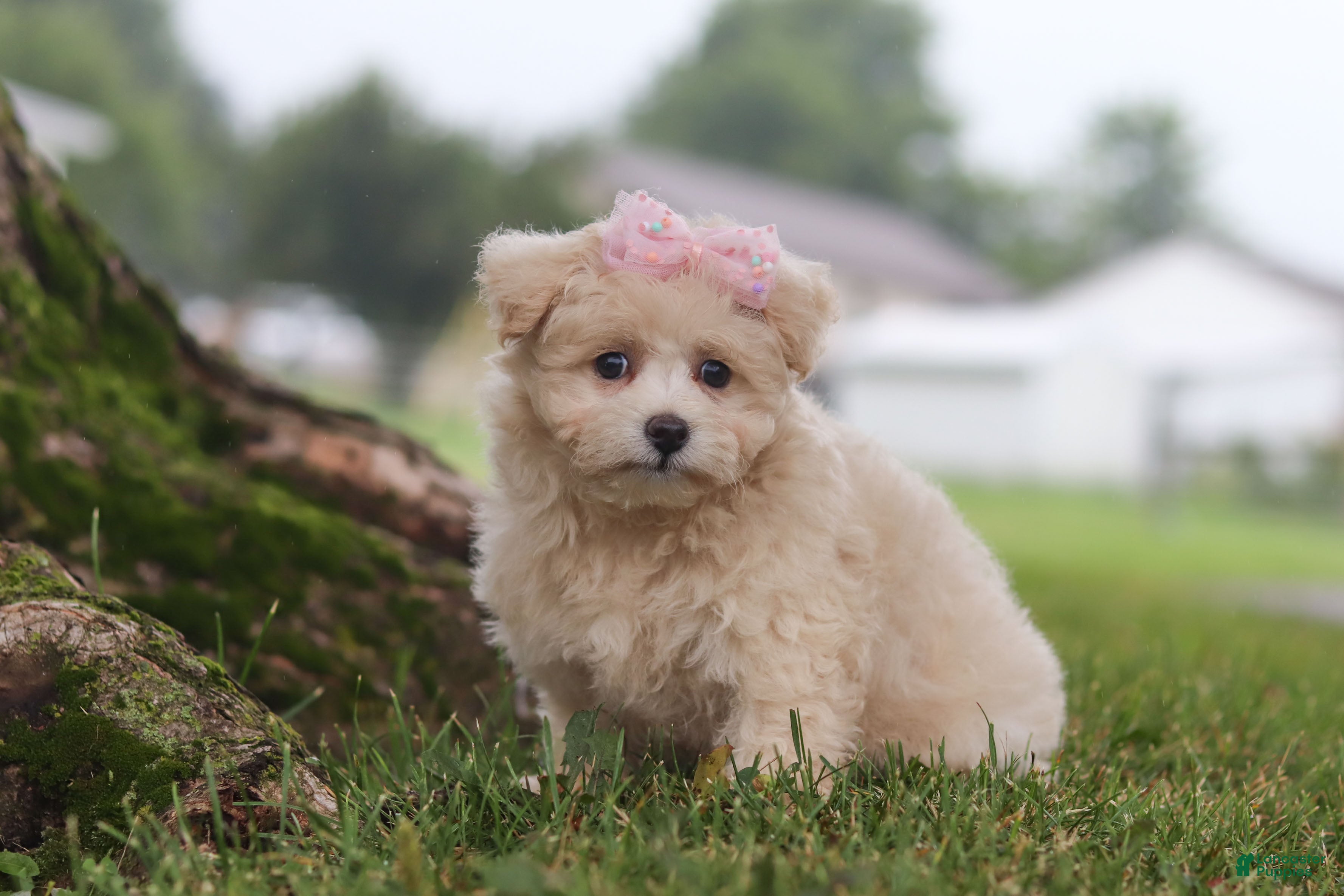 Maltipoo dogs Nora - Ad 1