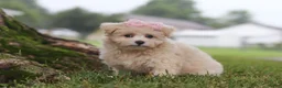 Maltipoo dogs for sale: Nora - Ad 1