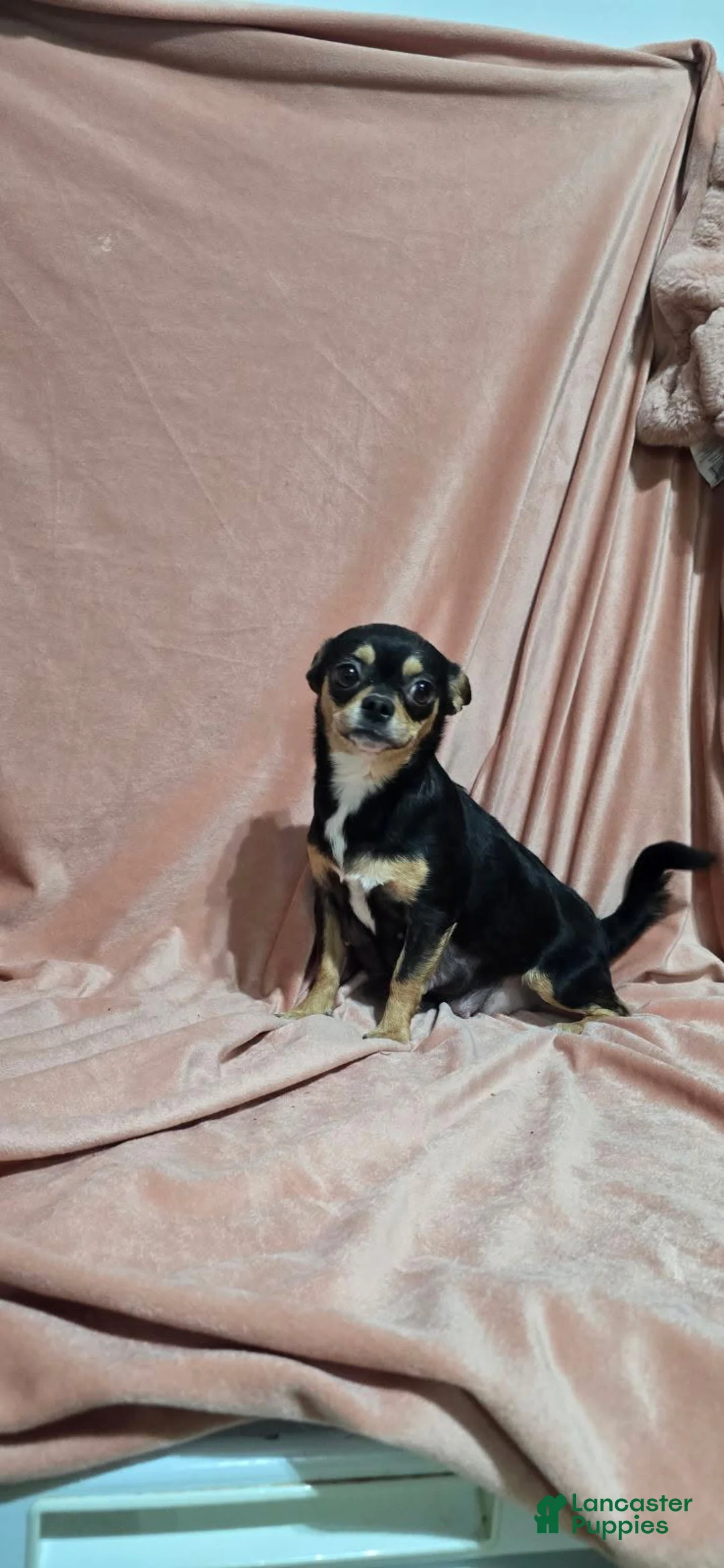 Chihuahua dogs for sale: Male  - Ad 4