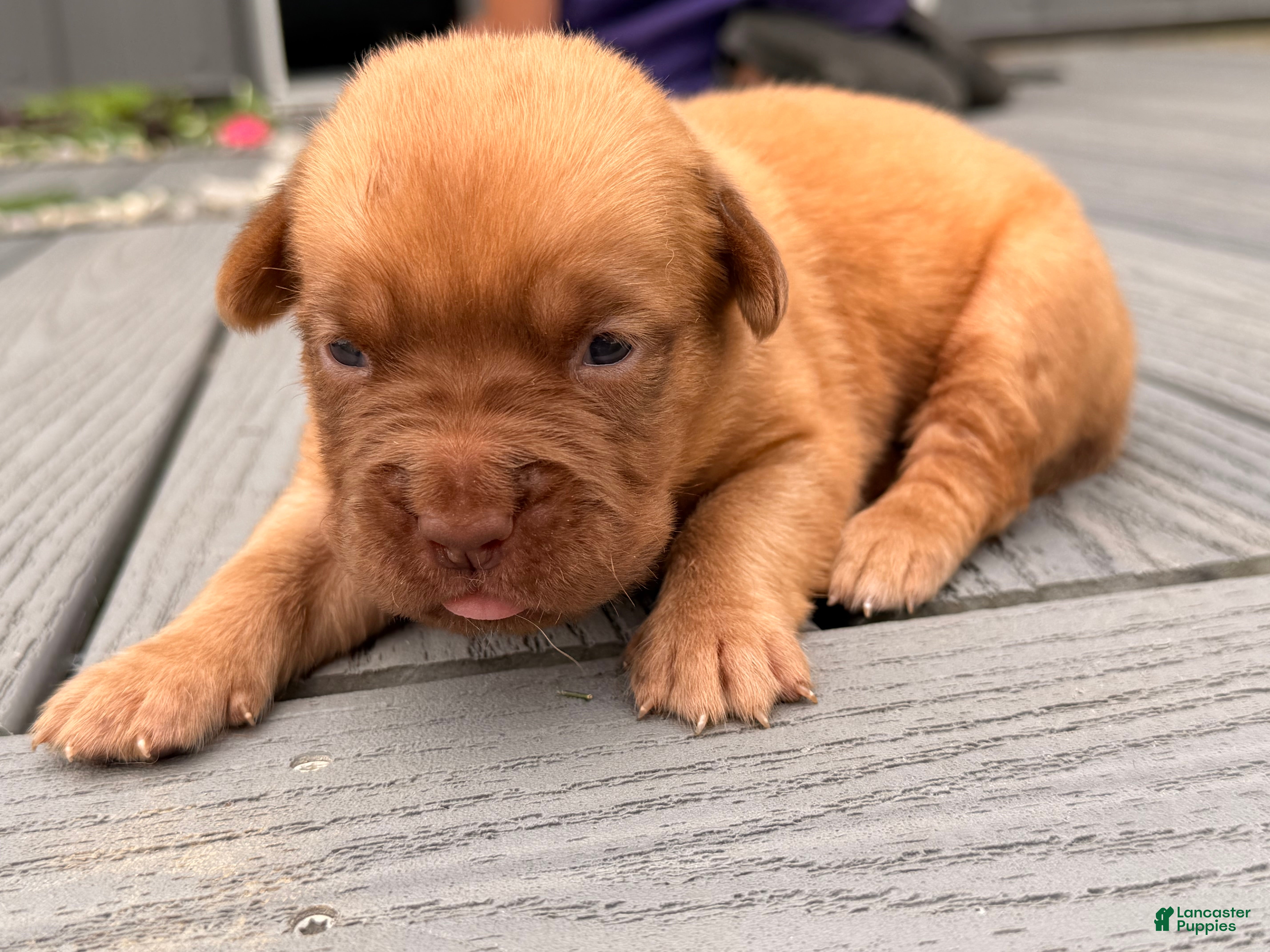 Dogue De Bordeaux dogs for sale: Babbles  - Ad 2