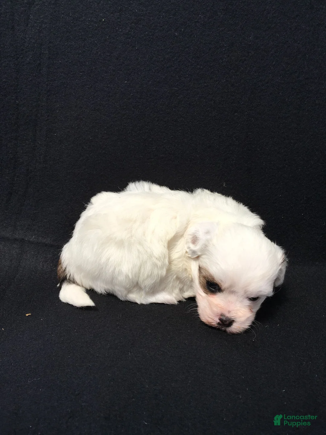 Shihpoo dogs for sale: Ronnie - Ad 2