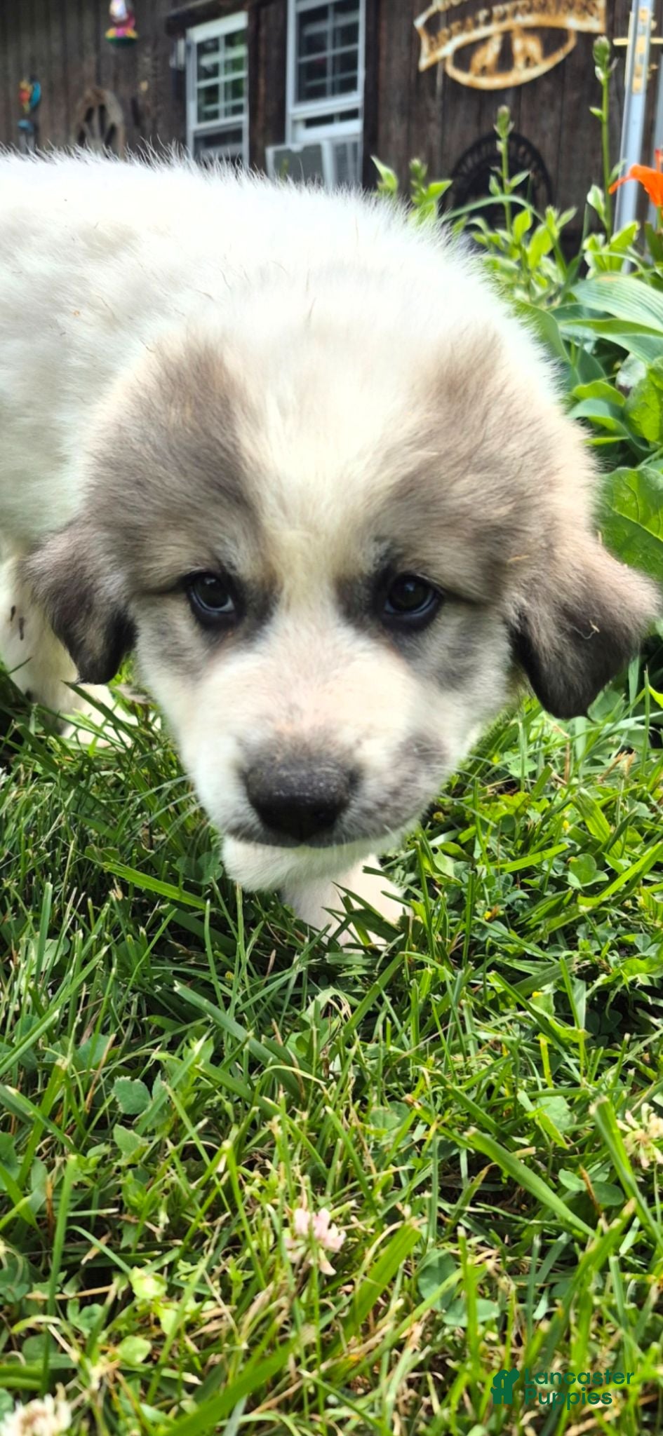 Great Pyrenees dogs Great Pyrenees 1 - Ad 1
