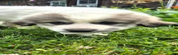 Great Pyrenees dogs for sale: Great Pyrenees 1 - Ad 1