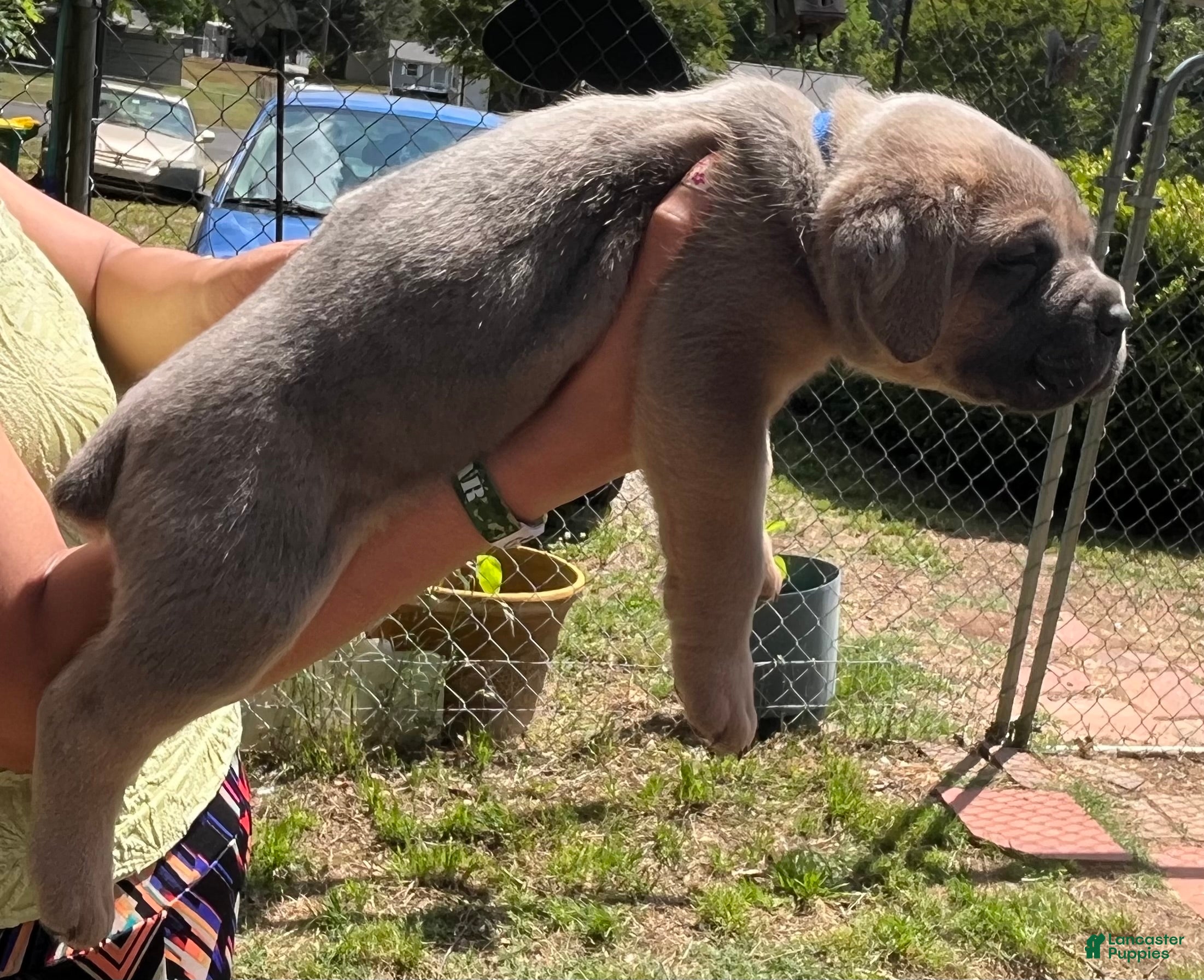 Cane Corso dogs Blue collar - Ad 2