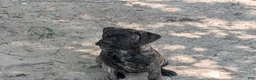 Bullmastiff dogs for sale: Bullmastiff Puppy 5 - Ad 5