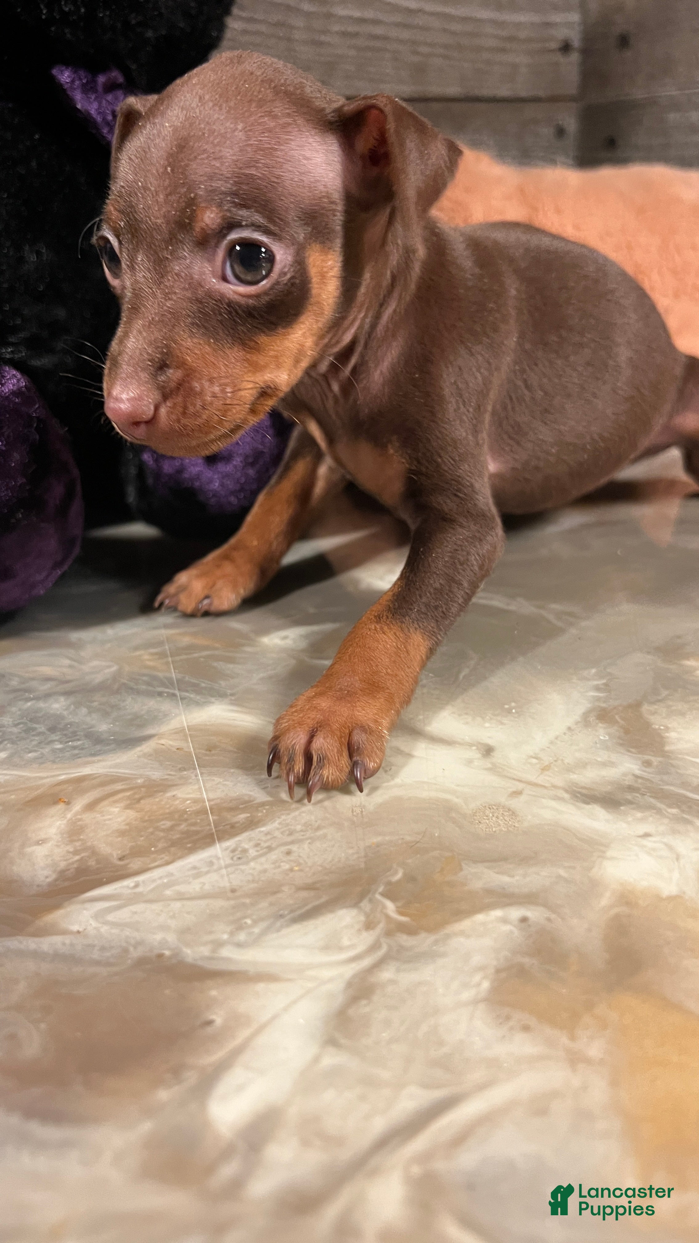 Miniature Pinscher dogs Ruby - Ad 20