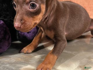 Miniature Pinscher dogs Ruby - Ad 15