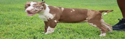 American Bully dogs for sale: Venus - Ad 39