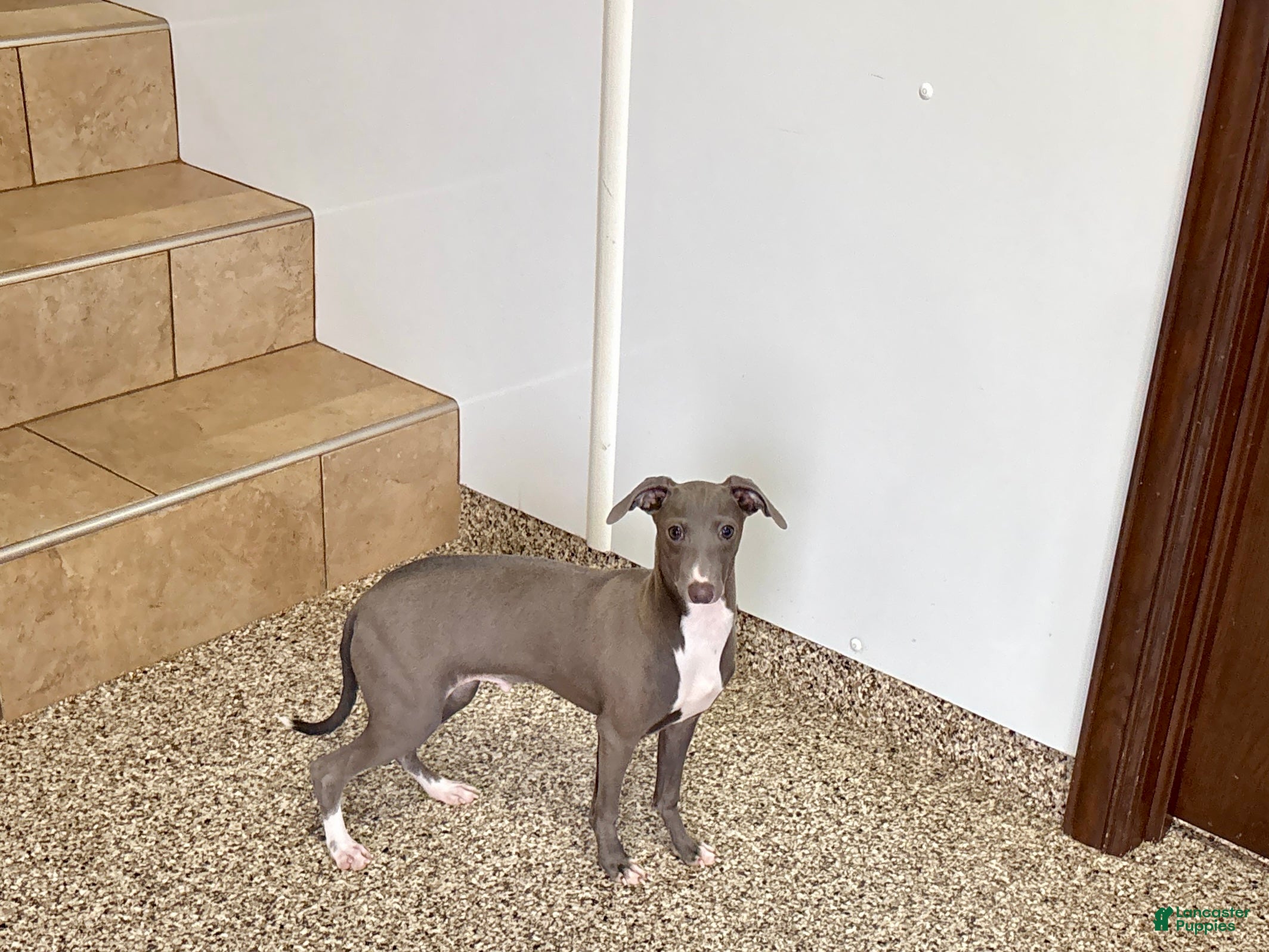 Italian Greyhound dogs Henry - Ad 2