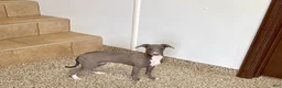 Italian Greyhound dogs for sale: Henry - Ad 2