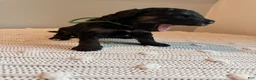 Mixed Breed dogs for sale: Ranger - Ad 2