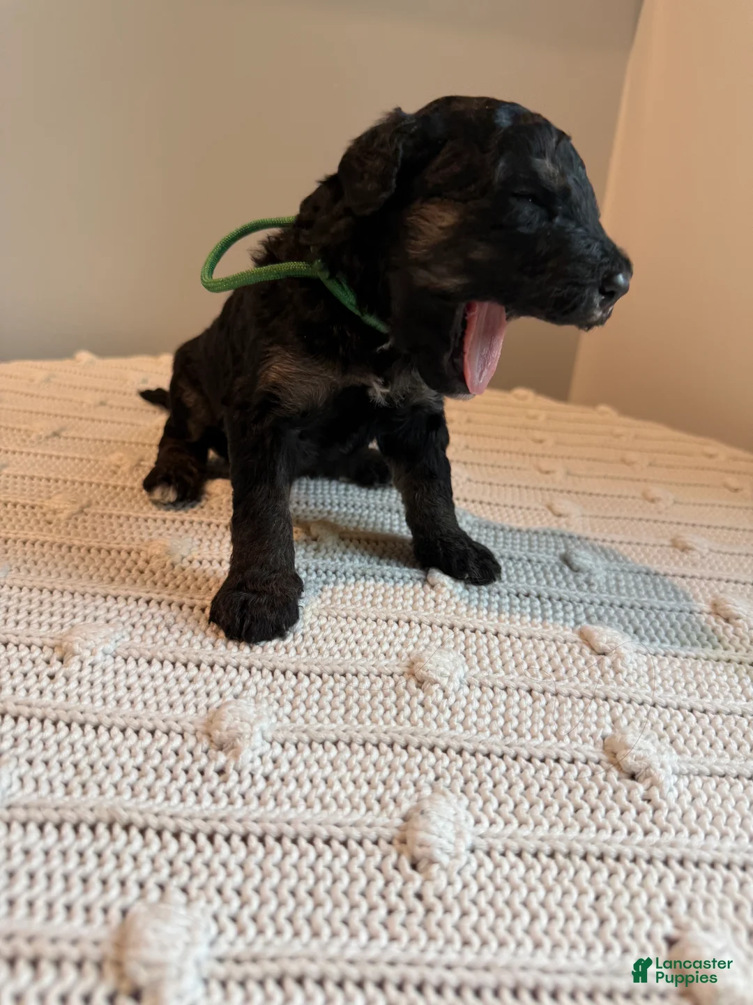 Mixed Breed dogs for sale: Ranger - Ad 2