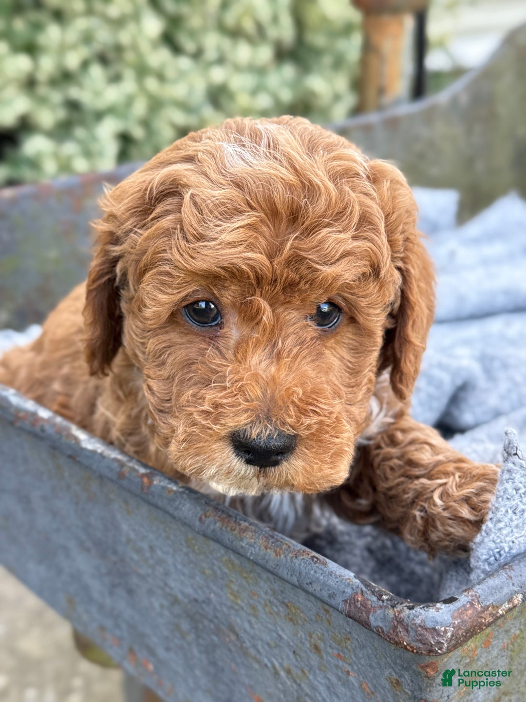 Toy Poodle dogs for sale: Pepper - Ad 15