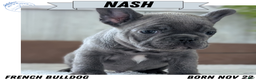 French Bulldog dogs for sale: Nash - Ad 1