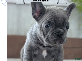 French Bulldog dogs Nash - Ad 11