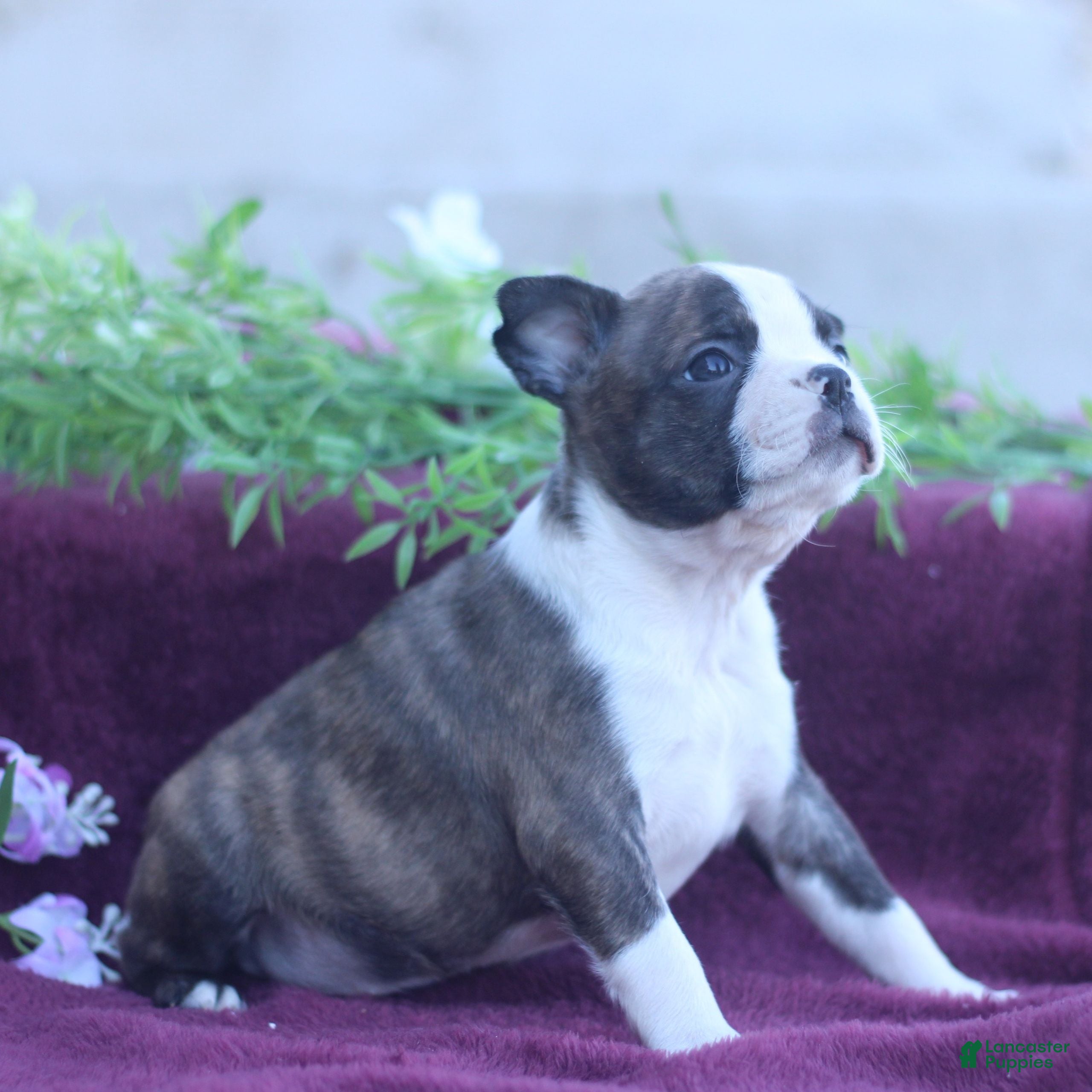 Boston Terrier dogs Mochi  - Ad 2