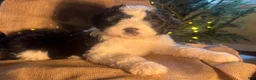 Bernedoodle dogs for sale: Australian Mountain Doodle Marv - Ad 4