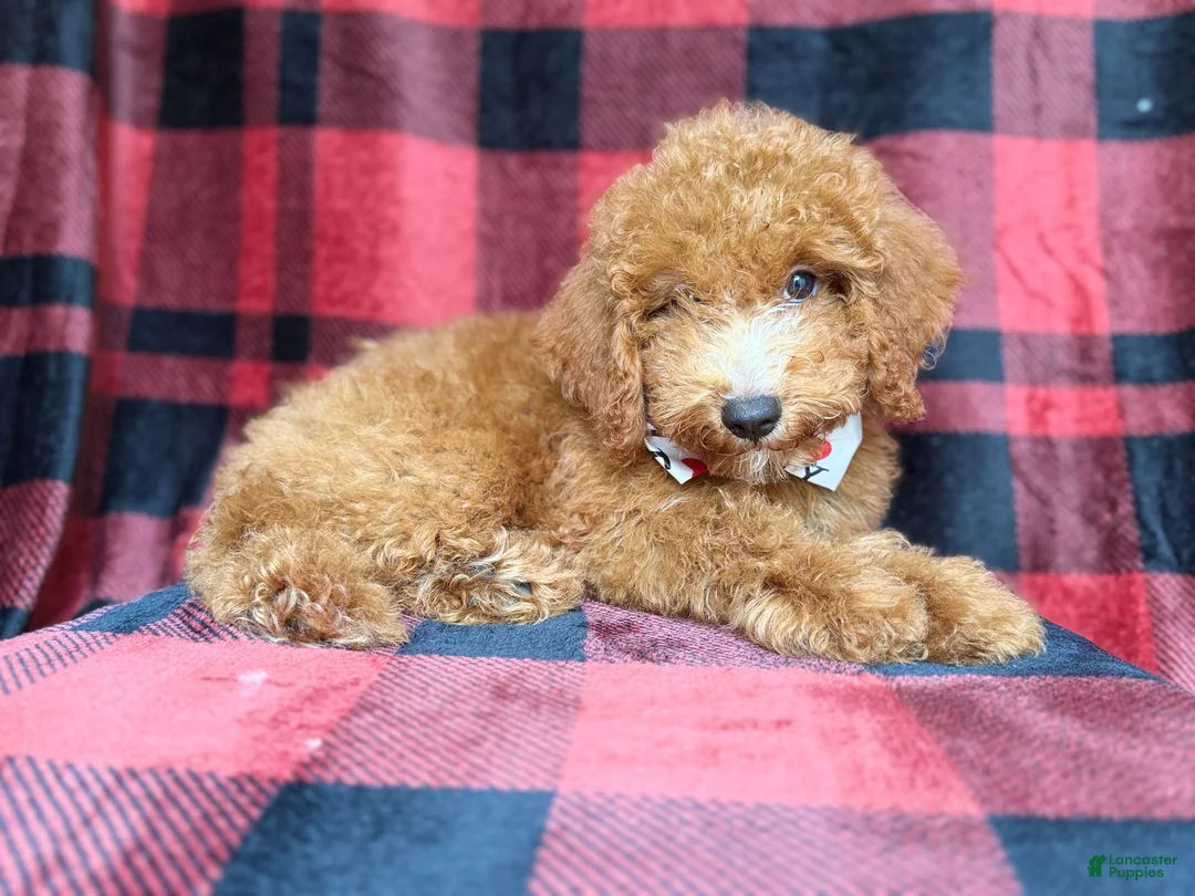 Cockapoo dogs for sale: Peter - Ad 2