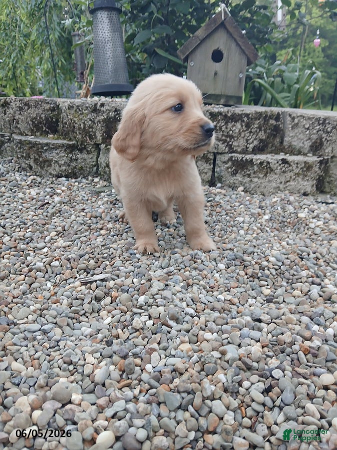 Golden Retriever dogs Renae - Ad 2
