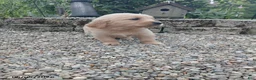 Golden Retriever dogs for sale: Renae - Ad 2