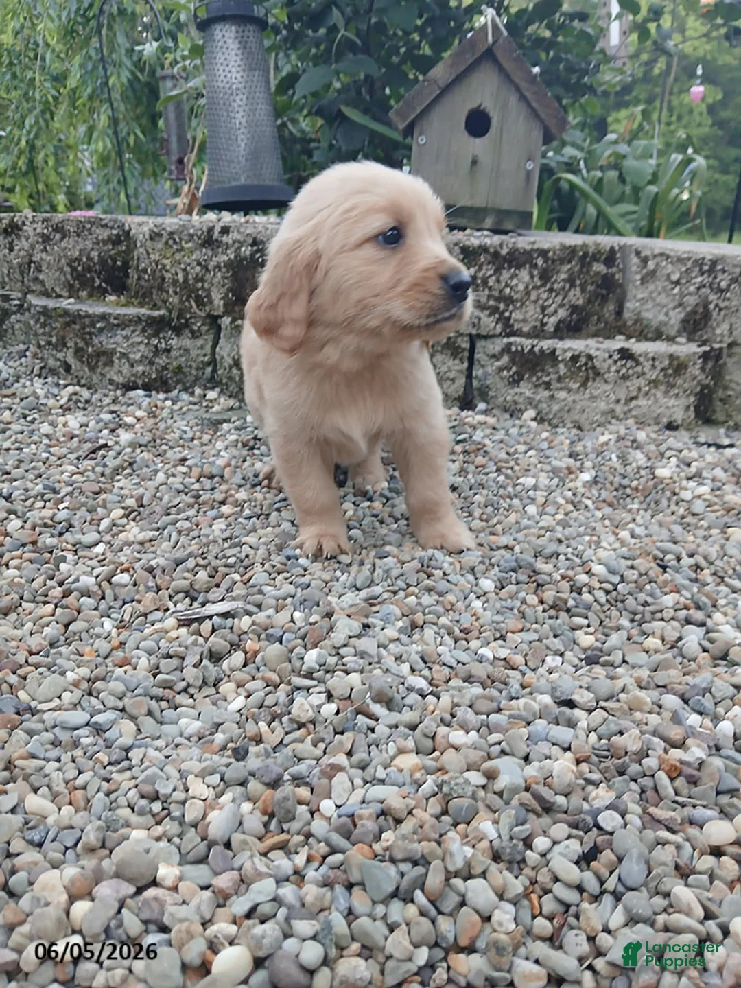 Golden Retriever dogs for sale: Renae - Ad 2