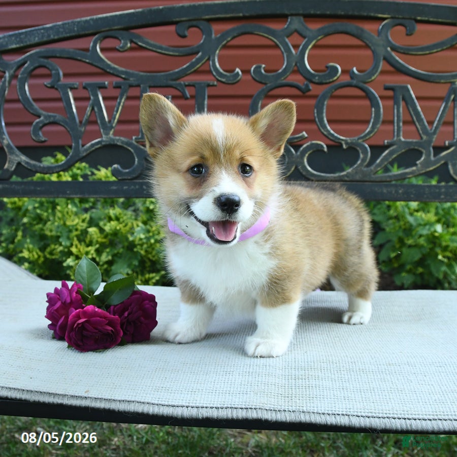 Welsh Corgi Pembroke dogs Rita - Ad 1