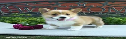Welsh Corgi Pembroke dogs for sale: Rita - Ad 1