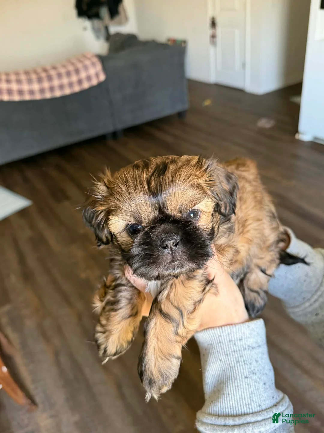 Shih Tzu dogs for sale: Dallas - Ad 13