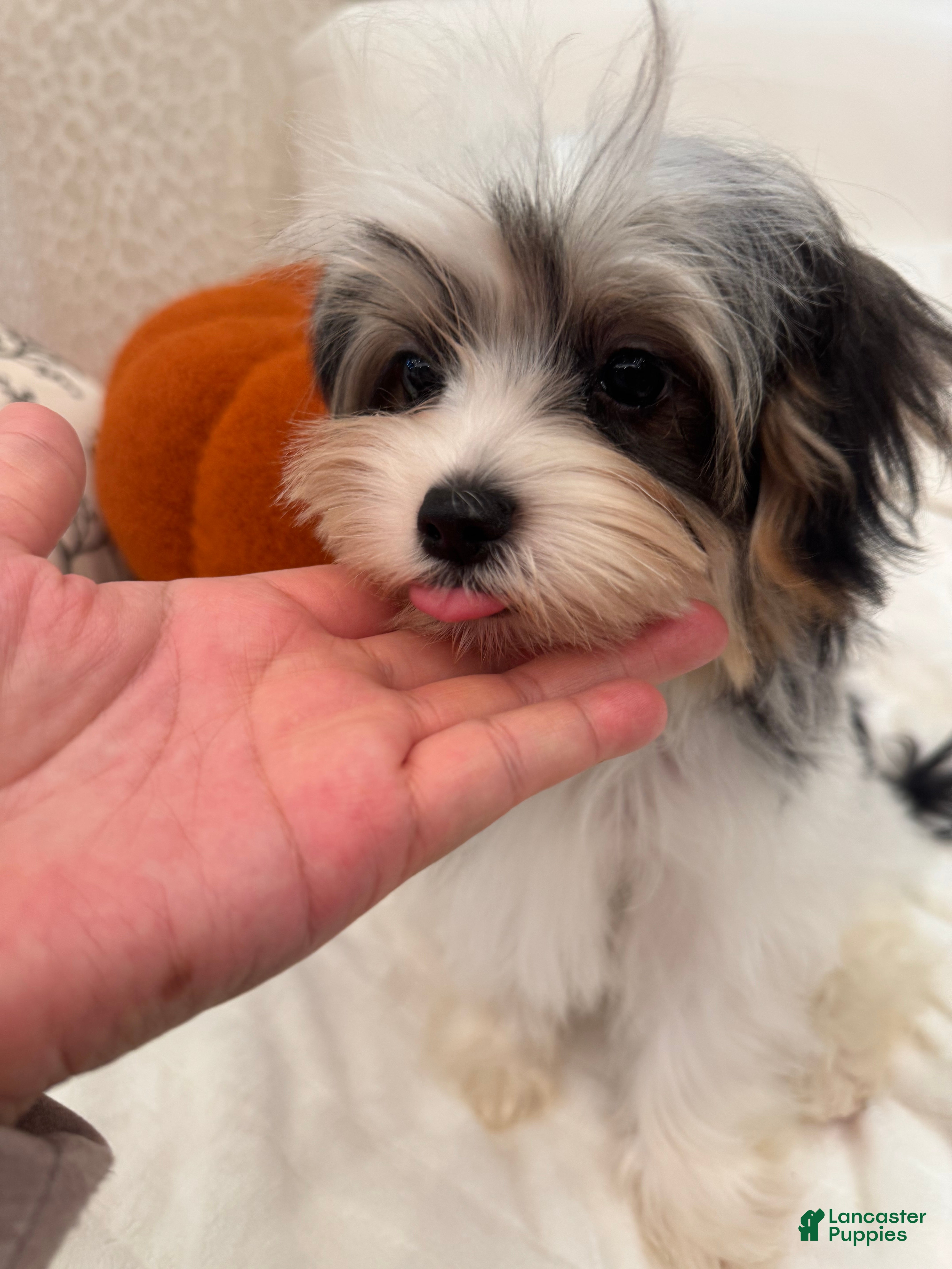 Morkie dogs Denis - Ad 8