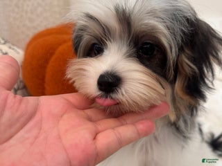 Morkie dogs Denis - Ad 8
