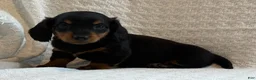 Miniature Dachshund dogs for sale: Alexis - Ad 3