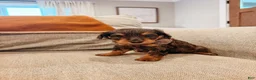 Aussiedoodle dogs for sale: Boone - Ad 3