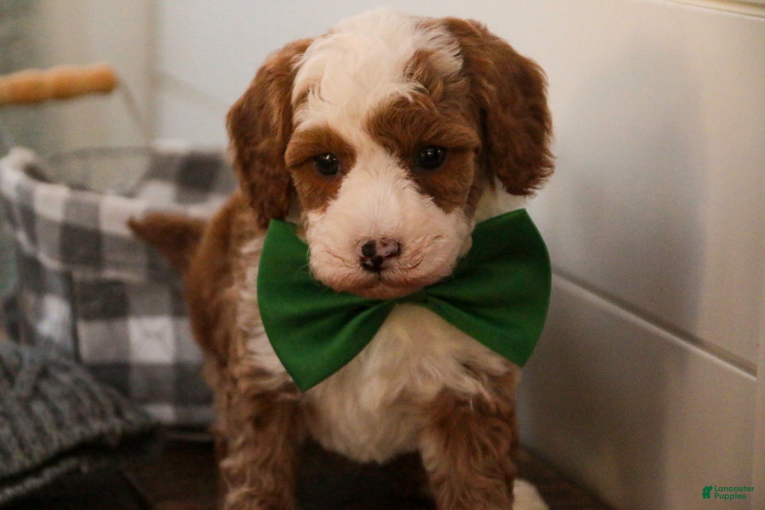 Miniature Poodle dogs for sale: Rick - Ad 2