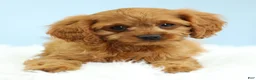 Cavapoo dogs for sale: Waffles 🧇 - Ad 13