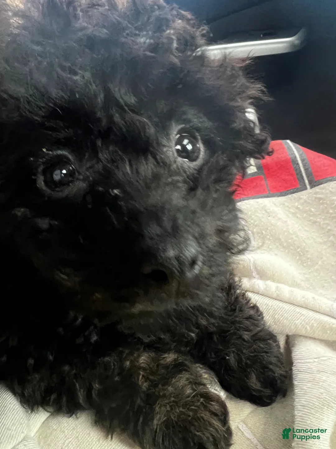 Miniature Poodle dogs for sale: Miniature Poodle Puppy 1 - Ad 2