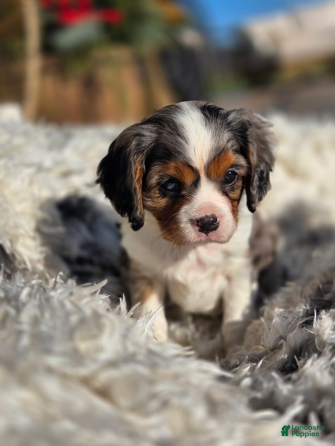 Cavalier King Charles Spaniel dogs for sale: Cavalier King Charles Spaniel Puppy 1 - Ad 2