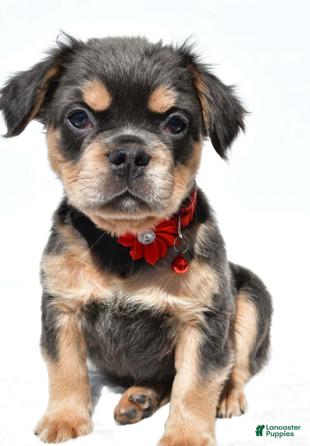 French Bulldog dogs for sale: Nikki - Ad 4