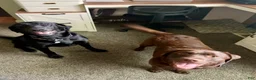 Labrador Retriever dogs for sale: Ruger - Ad 7