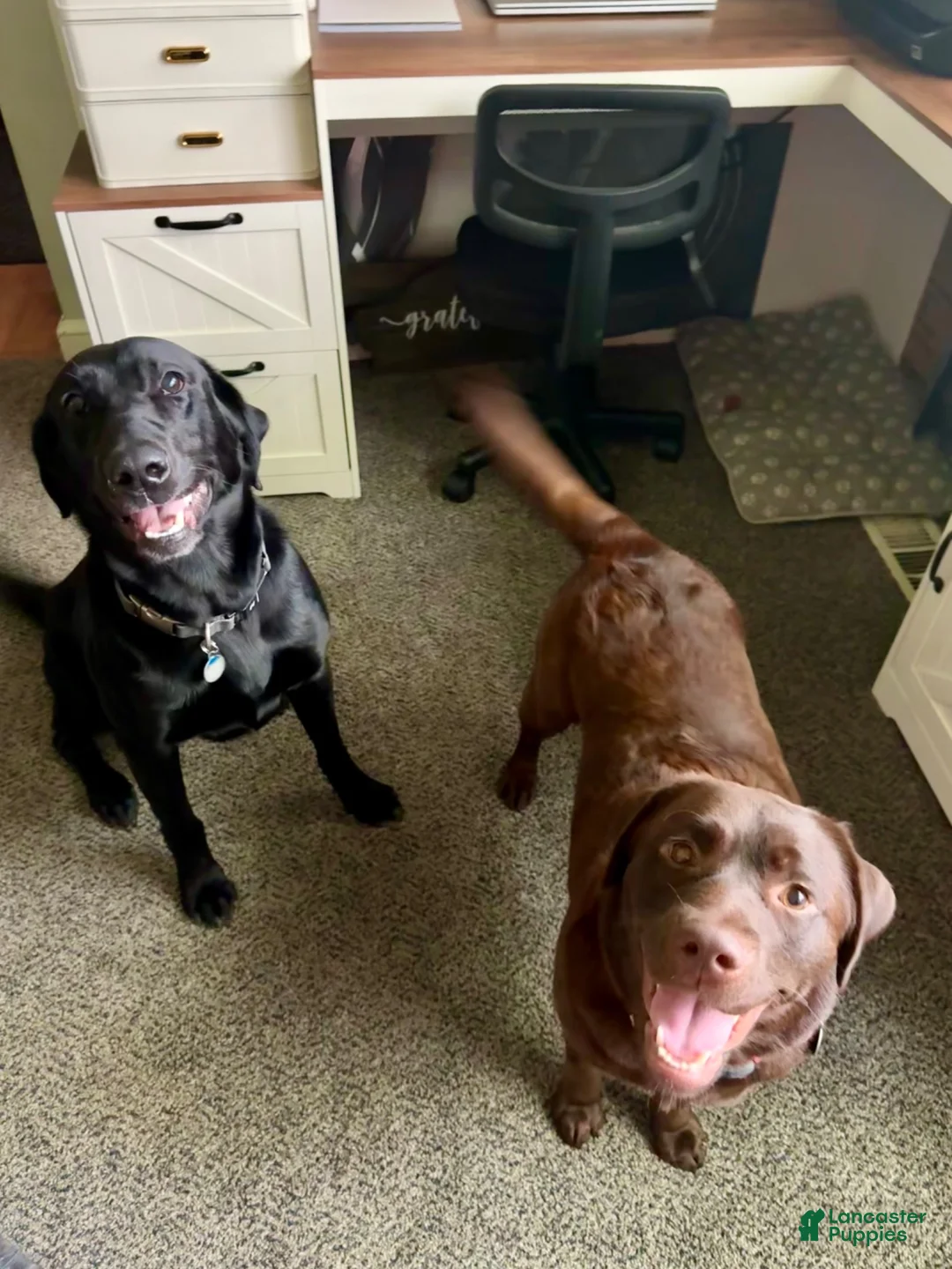 Labrador Retriever dogs for sale: Ruger - Ad 7