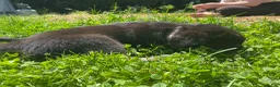Goberian dogs for sale: Archer - Ad 3