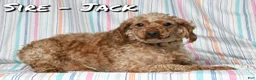 Mini Goldendoodle dogs for sale: Mia - Ad 11