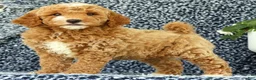 Mini Goldendoodle dogs for sale: Val - Ad 2