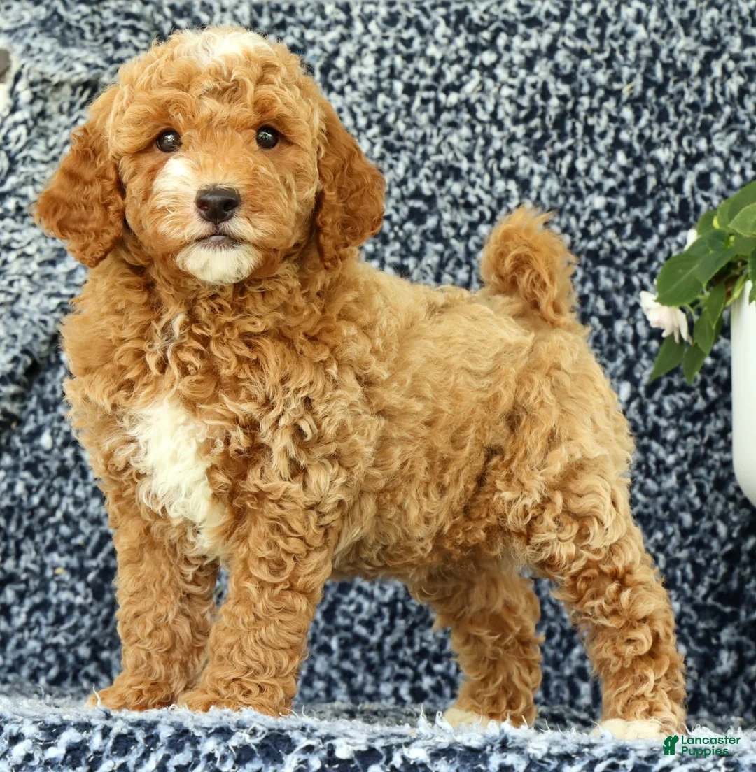 Mini Goldendoodle dogs for sale: Val - Ad 2