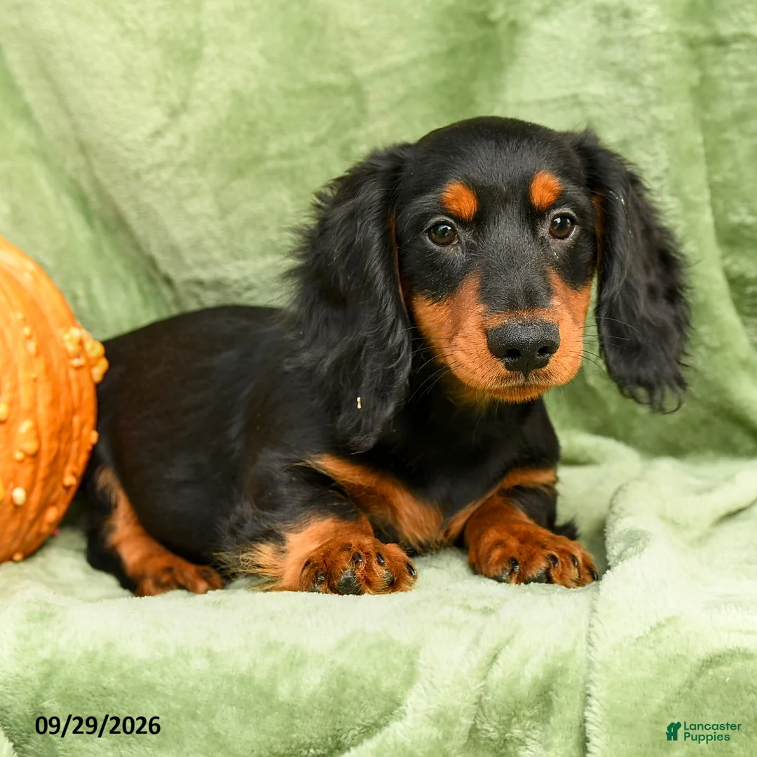 Miniature Dachshund dogs for sale: Cade  - Ad 1