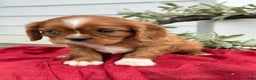 Cavalier King Charles Spaniel dogs for sale: Otis - Ad 6