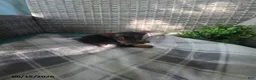 Yorkshire Terrier dogs for sale: Becky - Ad 1