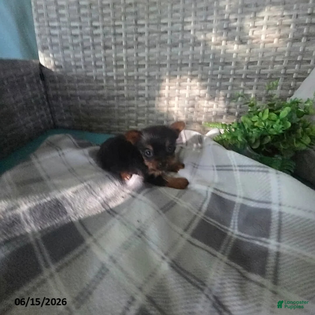 Yorkshire Terrier dogs for sale: Becky - Ad 1